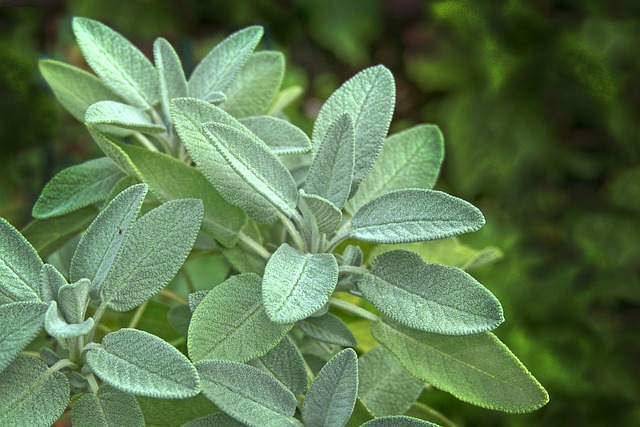 Salvia – tot ce trebuie să știi despre salvie