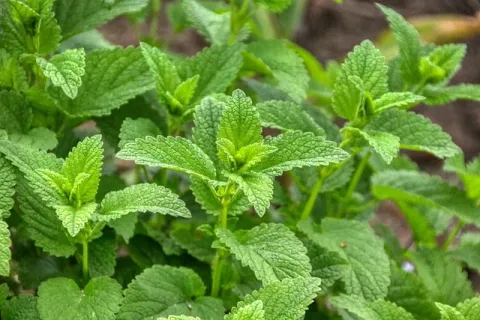 Lămâița (Roinița) – Tot ce trebuie să știi despre cultivarea ei