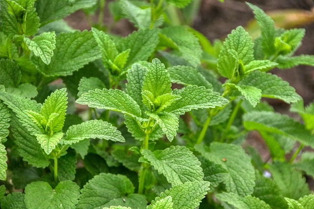 Lămâița (Roinița) – Tot ce trebuie să știi despre cultivarea ei