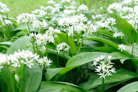 3 motive pentru a planta leurda. Beneficii impresionante asupra intregului organism