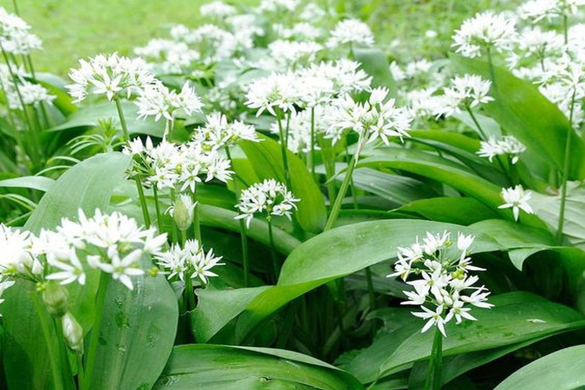 3 motive pentru a planta leurda. Beneficii impresionante asupra intregului organism