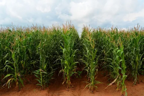 Inovații în agricultura porumbului: tehnologii și metode avansate de cultivare