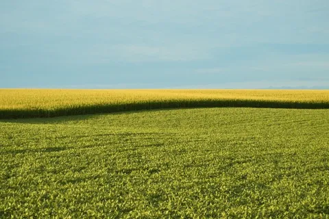 Agricultura organică – concept, obiective și beneficii