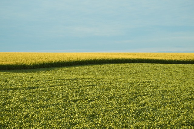 Agricultura organică – concept, obiective și beneficii
