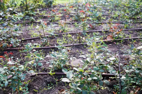 Caracteristicile unui sistem de irigare eficient în agricultură
