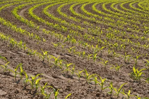 Rotația culturilor și importanța sa pentru creșterea producției agricole