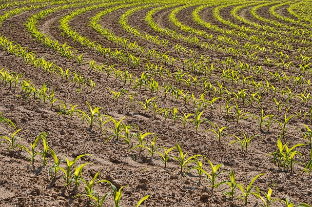 Rotația culturilor și importanța sa pentru creșterea producției agricole