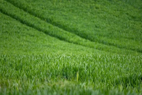 Adjuvanții agricoli – ce sunt, tipuri și cum se folosesc