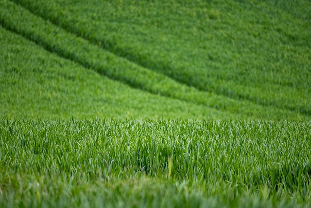Adjuvanții agricoli – ce sunt, tipuri și cum se folosesc