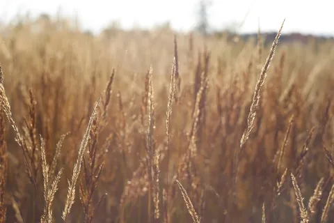 Ce lucrări agricole se fac în luna august?