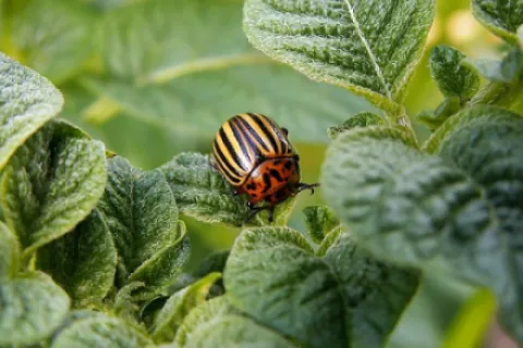 Ce trebuie să știi despre rezistența dăunătorilor la produsele pentru protecția plantelor