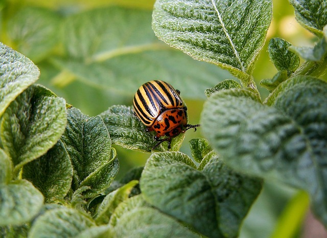 Ce trebuie să știi despre rezistența dăunătorilor la produsele pentru protecția plantelor