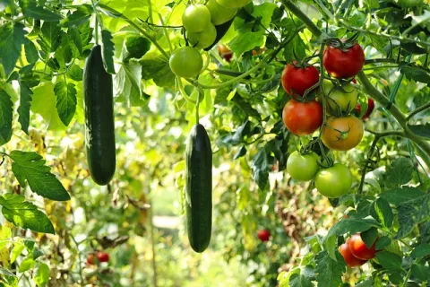 Cum să obții o primă cultură de legume reușită