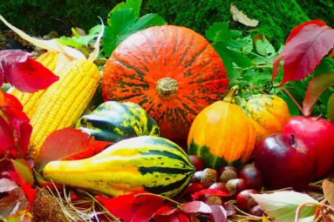 Principalele lucrări agricole în octombrie