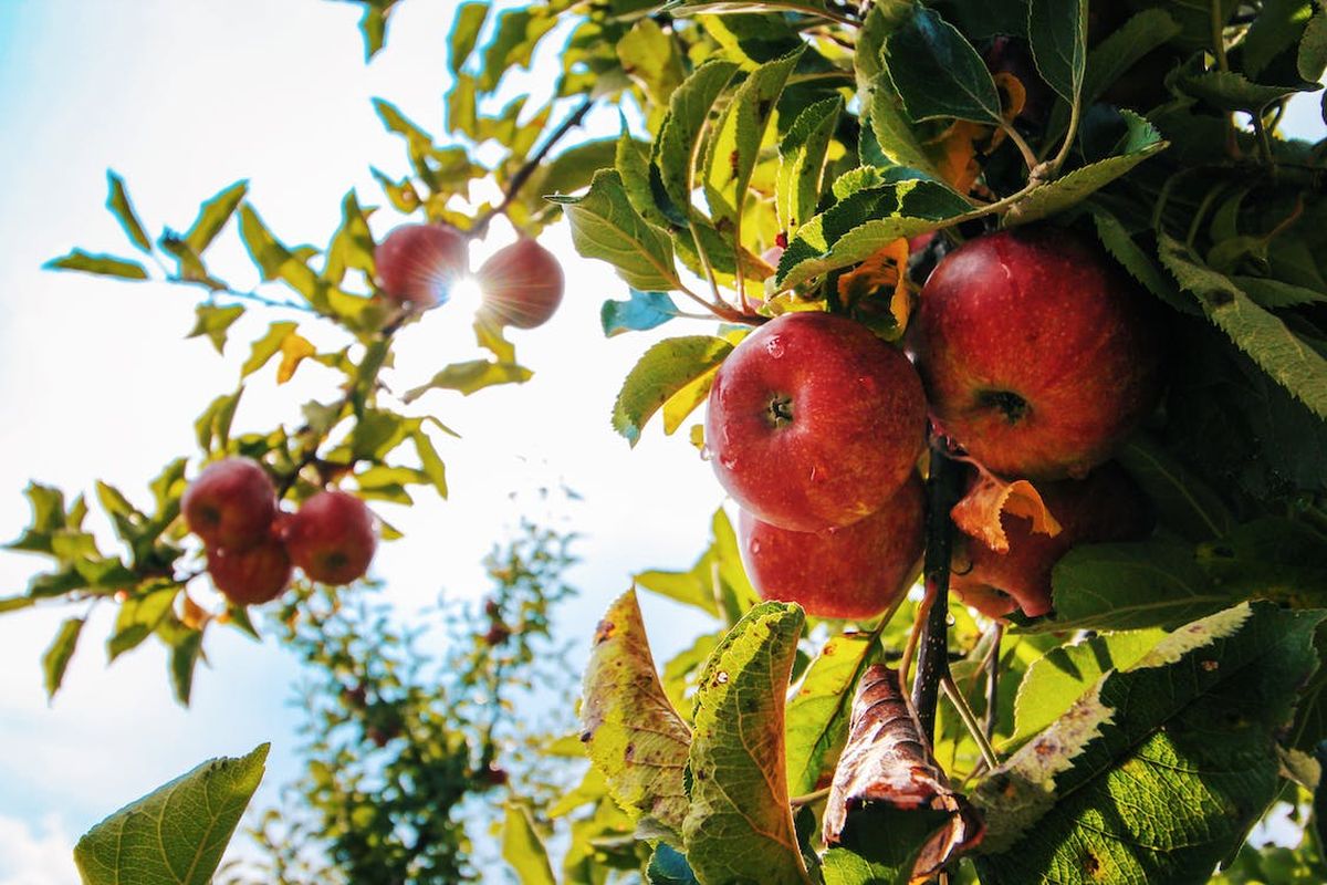 Descopera cum se face corect orientarea altoiului la plantarea pomilor fructiferi