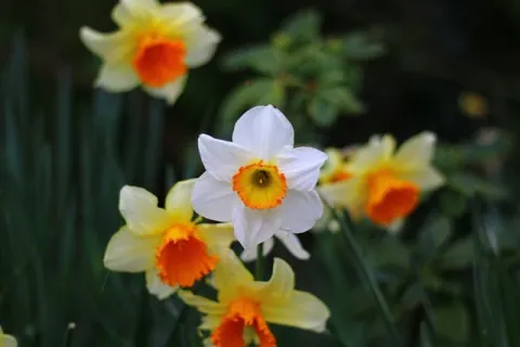 Narcisele – tot ce trebuie să știi despre narcise