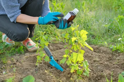 Strategii de protecție a culturilor împotriva bolilor fungice în primăvară