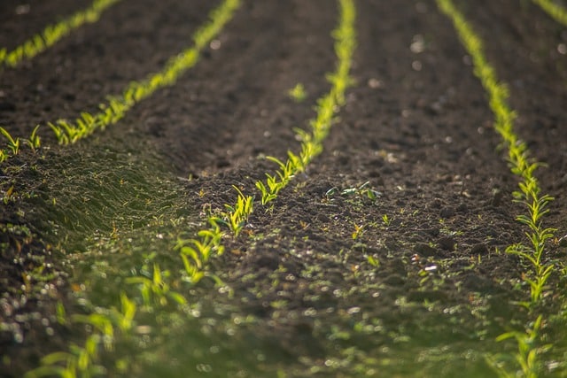 Principalele lucrări agricole în iunie