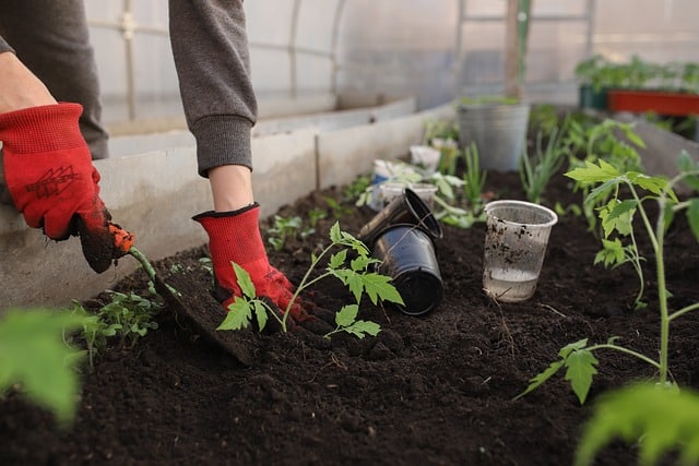Cele mai bune metode prin care poți avea grijă de plantele din grădina ta