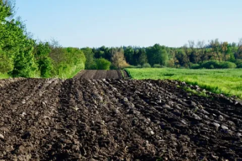 Importanța fertilizării solului după recolta de vară