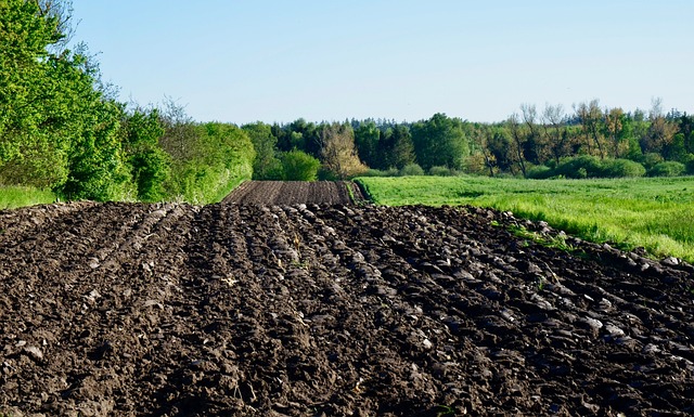 Importanța fertilizării solului după recolta de vară
