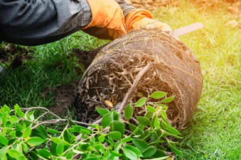Ghid complet pentru replantarea eficientă a pomilor fructiferi