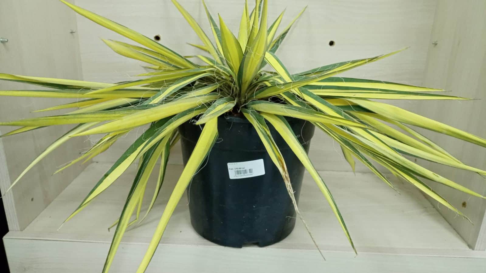 Yucca – tot ce trebuie să știi despre această plantă