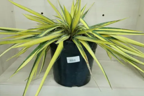 Yucca – tot ce trebuie să știi despre această plantă