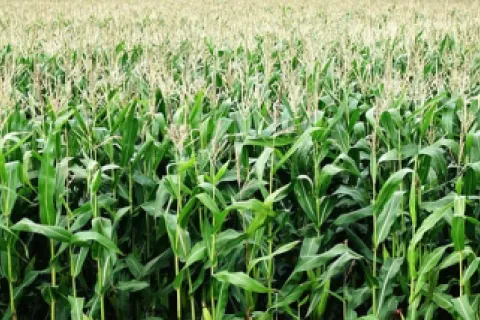 Adaptarea culturii porumbului la schimbările climatice: practici și recomandări