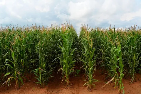 Porumb bio: Cum să cultivi porumb ecologic fără pesticide și îngrășăminte chimice