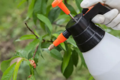 Cele mai frecvente greșeli în aplicarea fungicidelor și cum pot fi evitate