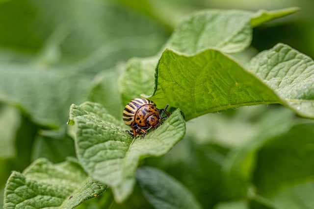 Rezistența dăunătorilor la insecticide: cauze, prevenție și soluții