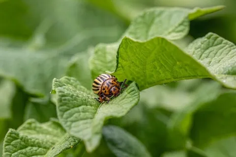 Rezistența dăunătorilor la insecticide: cauze, prevenție și soluții
