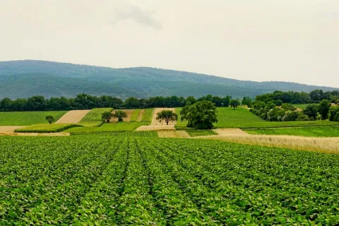 Repaus vegetativ: lucrări agricole în perioada verii