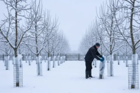 Protecția pomilor împotriva rozătoarelor în perioada rece
