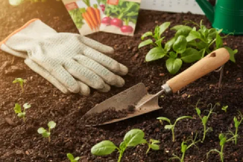 Ce se plantează în grădină în luna martie – ghid complet