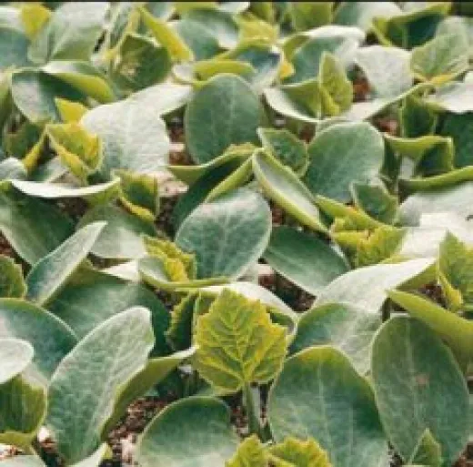Seminte pepene verde Vitalley F1 1000sem.