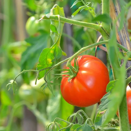 Seminte de tomate Sultan F1 - 1000 seminte