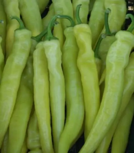 Seminte de ardei iute Daras F1
